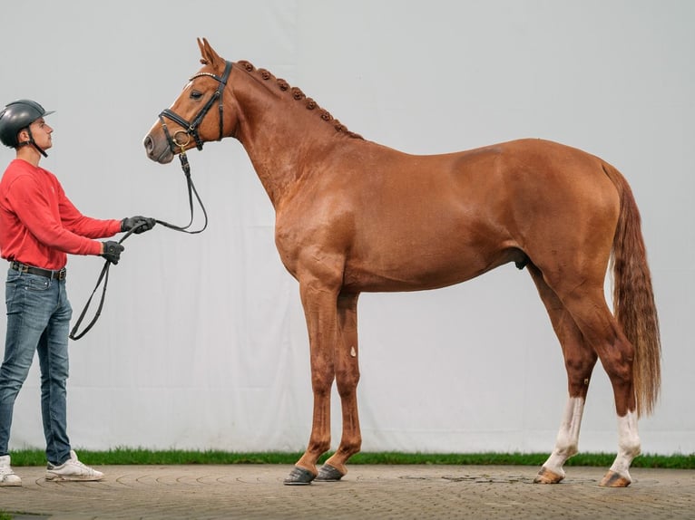 Caballo de deporte alemán Semental 2 años Alazán in Münster-Handorf