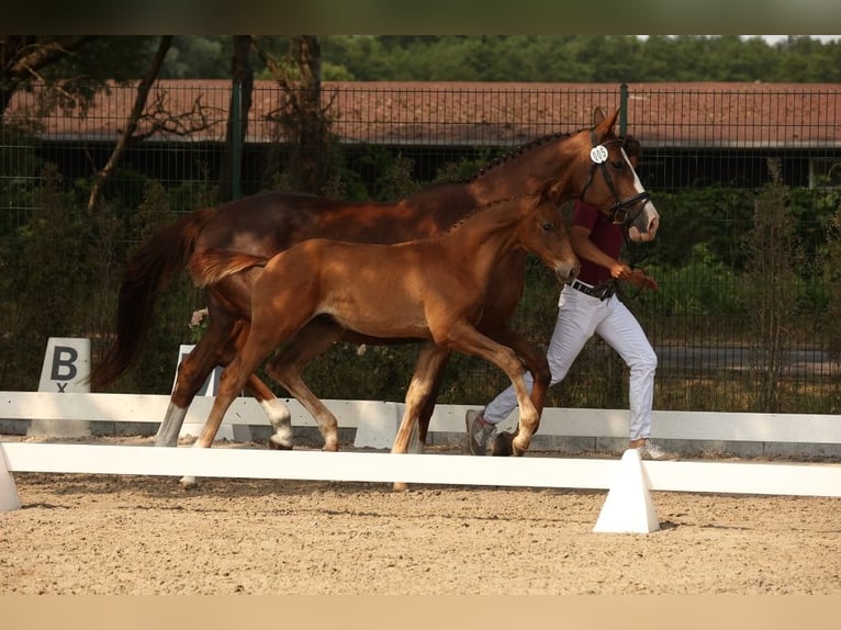 Caballo de deporte alemán Semental 2 años Alazán in Potsdam