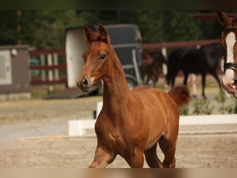 Caballo de deporte alemán Semental 2 años Alazán in Potsdam