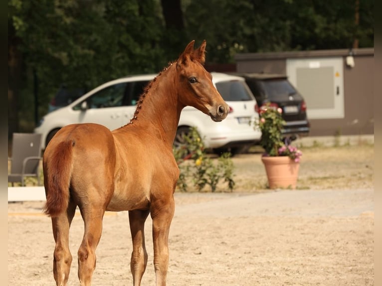 Caballo de deporte alemán Semental 2 años Alazán in Potsdam