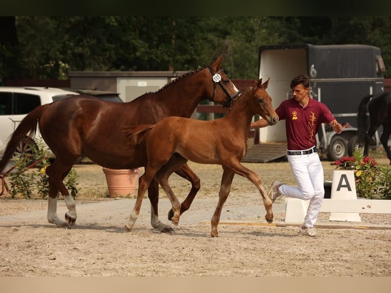 Caballo de deporte alemán Semental 2 años Alazán in Potsdam