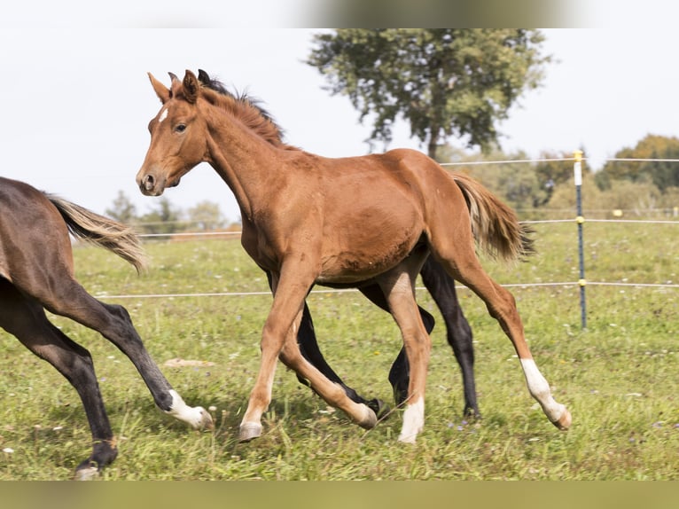 Caballo de deporte alemán Semental 2 años Alazán in Wörth an der Donau