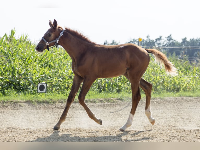 Caballo de deporte alemán Semental 2 años Alazán in Wörth an der Donau