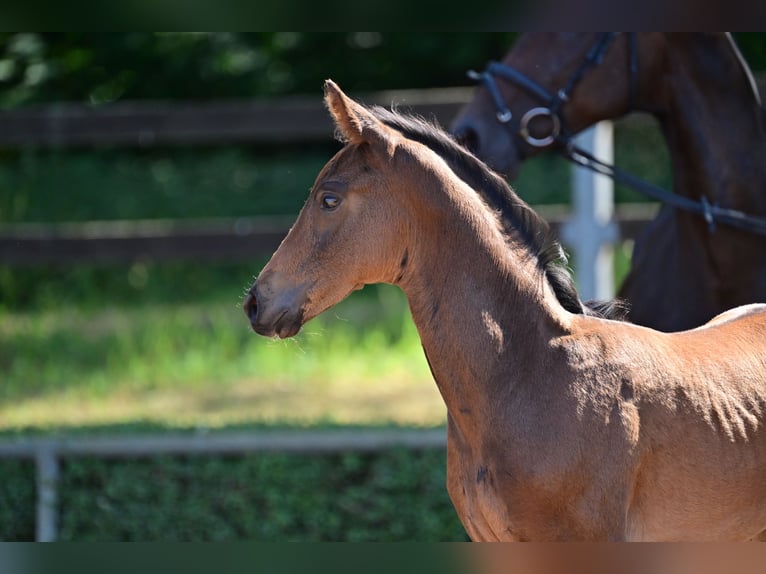 Caballo de deporte alemán Semental 2 años in Magdeburg