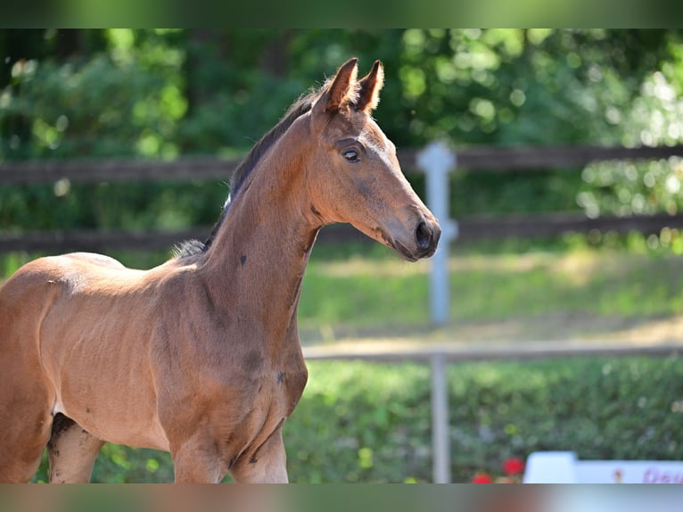 Caballo de deporte alemán Semental 2 años in Magdeburg