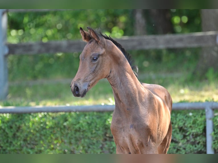 Caballo de deporte alemán Semental 2 años in Magdeburg