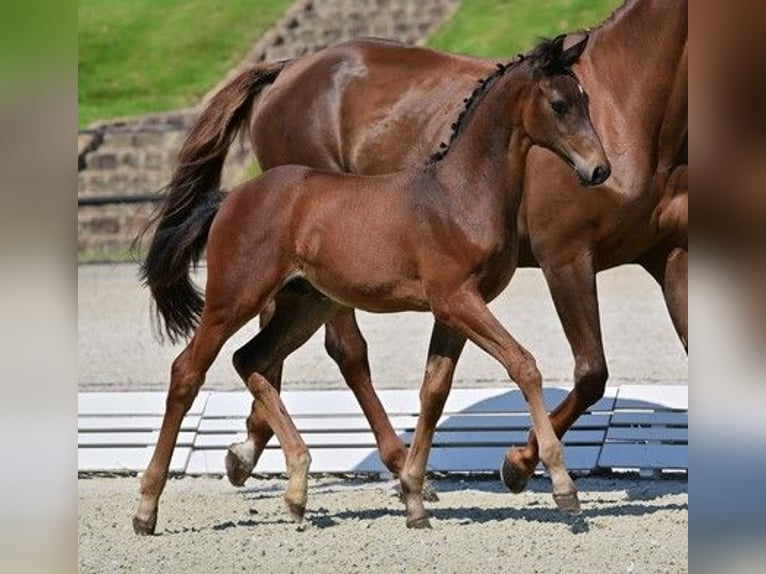 Caballo de deporte alemán Semental 2 años Castaño in Farsleben