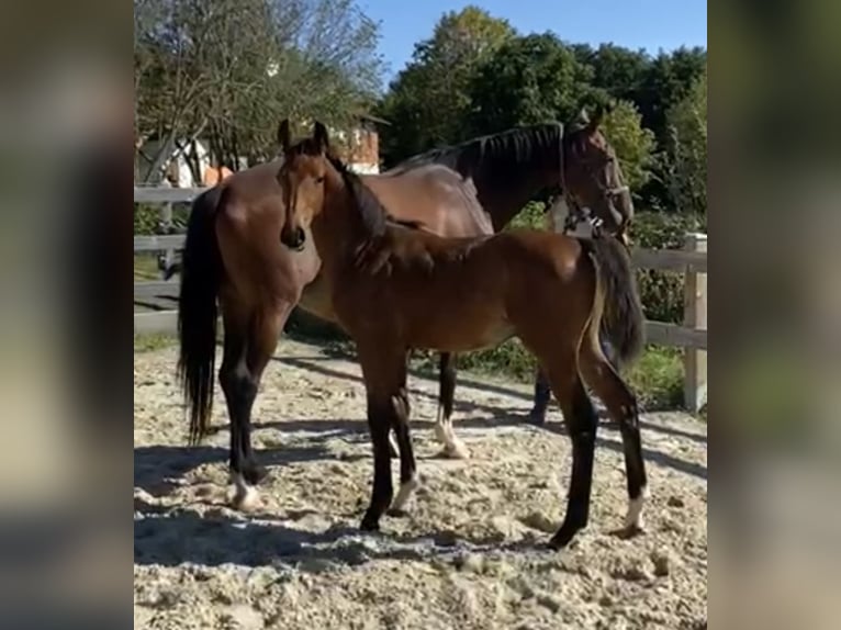 Caballo de deporte alemán Semental 2 años Castaño in Bad König