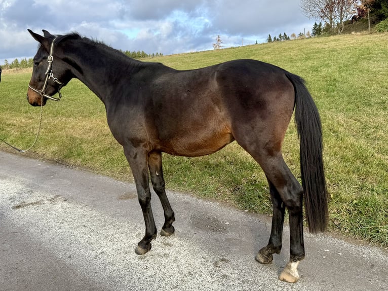 Caballo de deporte alemán Semental 2 años Castaño in Bernsbach