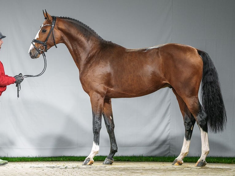 Caballo de deporte alemán Semental 2 años Castaño in Münster-Handorf