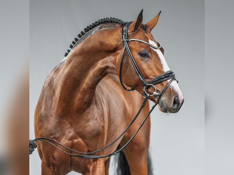 Caballo de deporte alemán Semental 2 años Castaño in Münster-Handorf