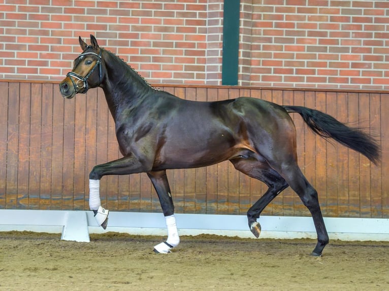 Caballo de deporte alemán Semental 2 años Castaño oscuro in Rostock