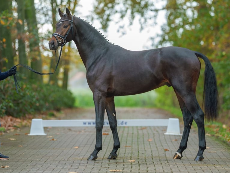 Caballo de deporte alemán Semental 2 años Castaño oscuro in Rostock