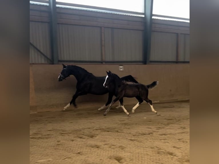 Caballo de deporte alemán Semental 2 años Morcillo in Burgthann
