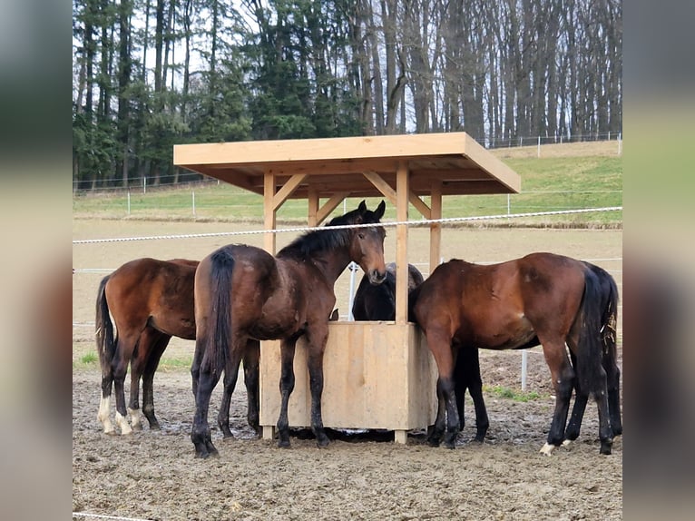 Caballo de deporte alemán Semental 2 años Musgo marrón in Steinach