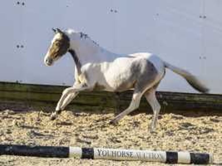 Caballo de deporte alemán Semental 3 años 120 cm Tordo in Waddinxveen