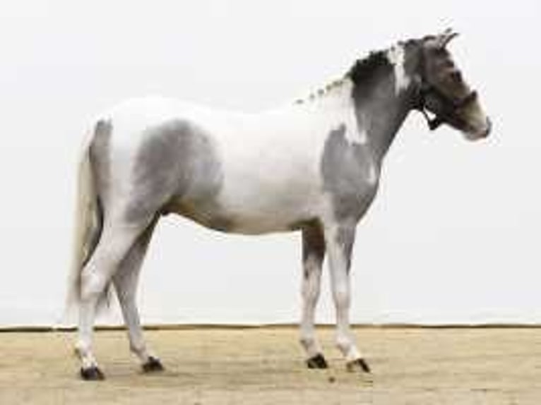 Caballo de deporte alemán Semental 3 años 120 cm Tordo in Waddinxveen