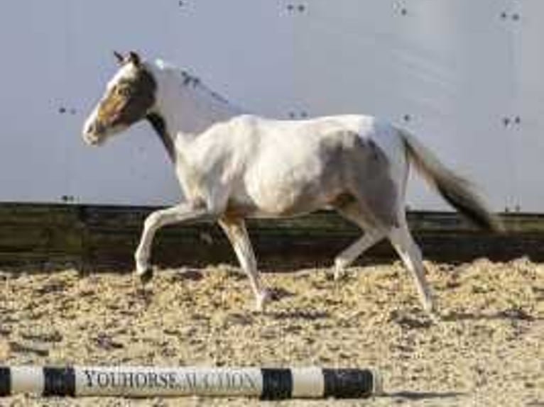 Caballo de deporte alemán Semental 3 años 120 cm Tordo in Waddinxveen