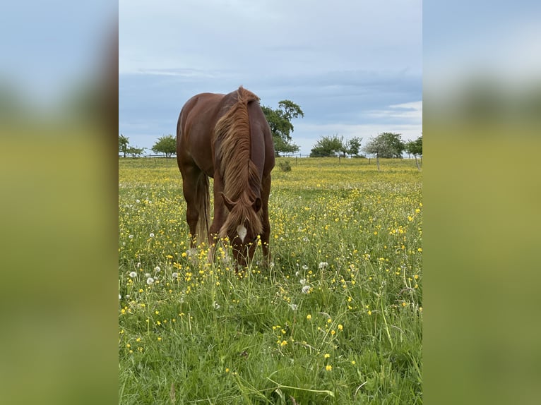 Caballo de deporte alemán Mestizo Semental 3 años 150 cm Alazán in Buchen (Odenwald)