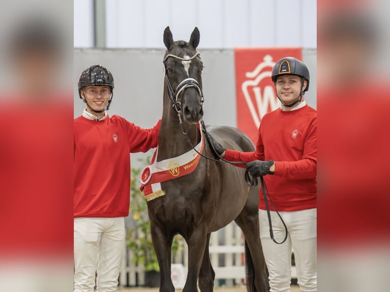 Caballo de deporte alemán Semental 3 años 152 cm Negro in Waddinxveen