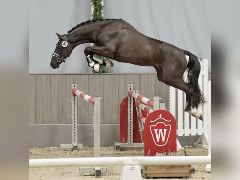 Caballo de deporte alemán Semental 3 años 152 cm Negro in Waddinxveen