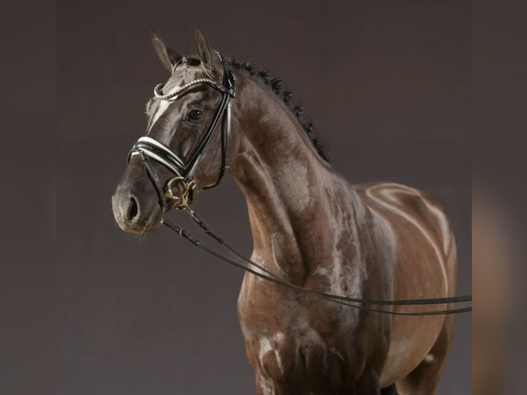 Caballo de deporte alemán Semental 3 años 152 cm Negro in Waddinxveen