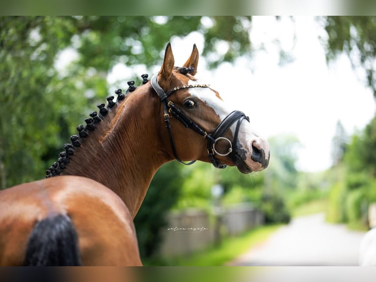 Caballo de deporte alemán Semental 3 años 162 cm Castaño in Mietingen