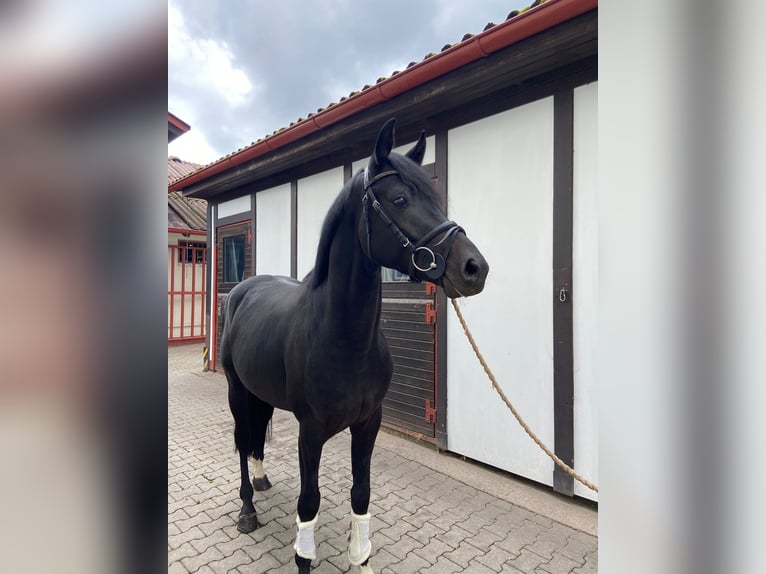 Caballo de deporte alemán Semental 3 años 162 cm Negro in Bad Herrenalb