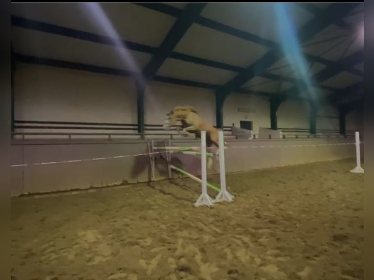Caballo de deporte alemán Semental 3 años 164 cm Alazán in Radeburg