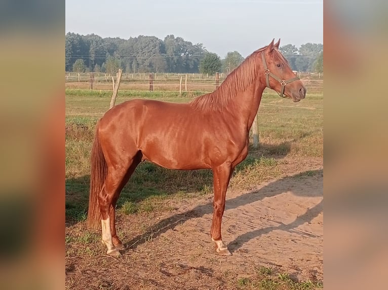 Caballo de deporte alemán Semental 3 años 165 cm Alazán-tostado in Zielona Gora