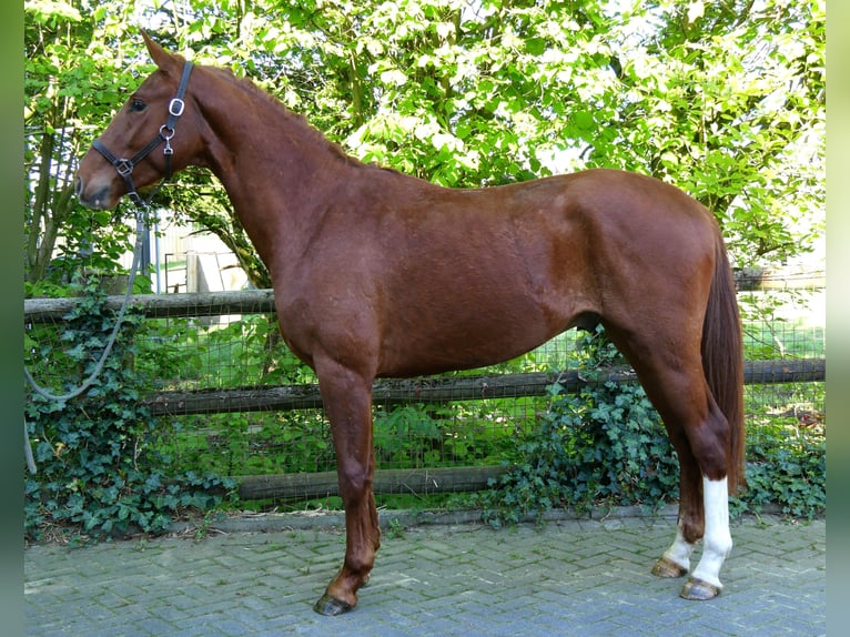 Caballo de deporte alemán Semental 3 años 165 cm in Dorsten