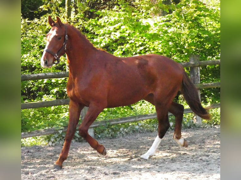 Caballo de deporte alemán Semental 3 años 165 cm in Dorsten
