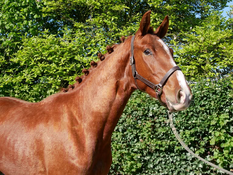 Caballo de deporte alemán Semental 3 años 165 cm in Dorsten