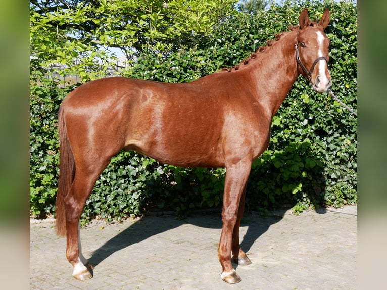 Caballo de deporte alemán Semental 3 años 165 cm in Dorsten