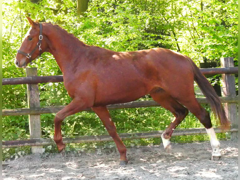 Caballo de deporte alemán Semental 3 años 165 cm in Dorsten