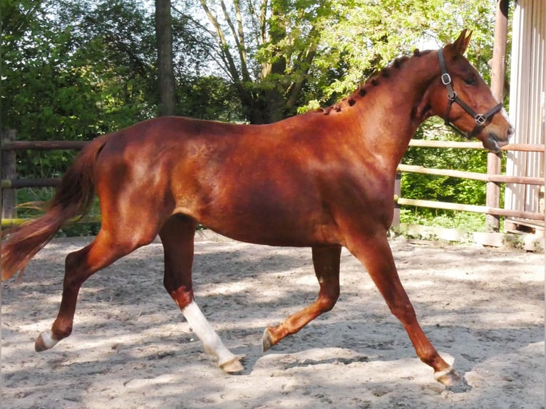 Caballo de deporte alemán Semental 3 años 165 cm in Dorsten