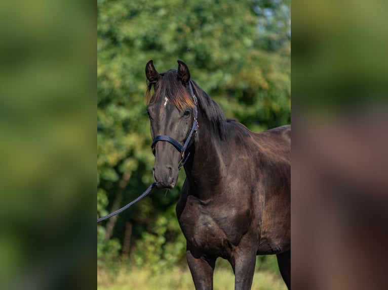 Caballo de deporte alemán Semental 3 años 165 cm Morcillo in Kraiburg am Inn