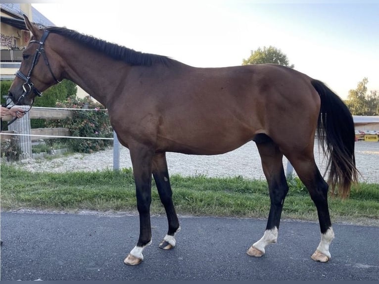 Caballo de deporte alemán Semental 3 años 166 cm Castaño in Hainichen