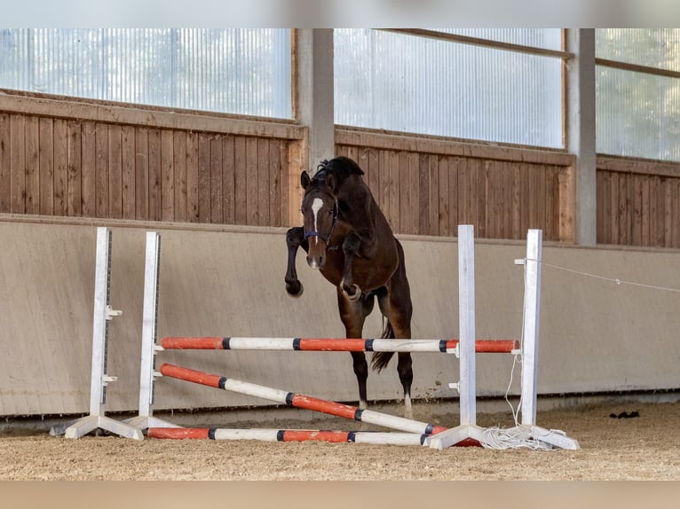 Caballo de deporte alemán Semental 3 años 166 cm Castaño oscuro in Kraiburg am Inn