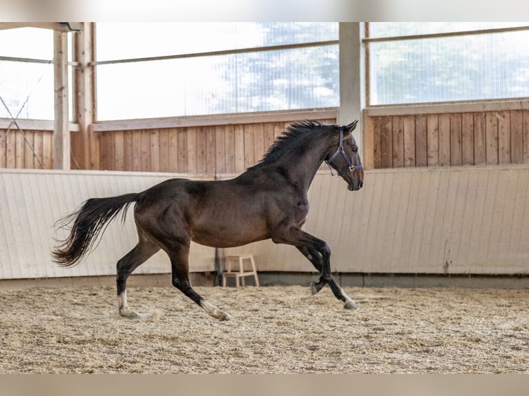 Caballo de deporte alemán Semental 3 años 166 cm Castaño oscuro in Kraiburg am Inn