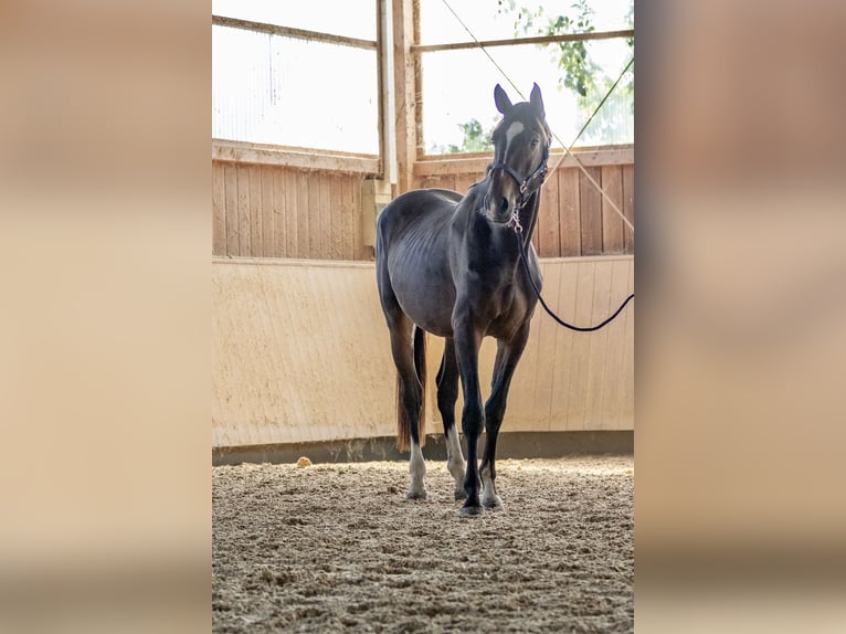 Caballo de deporte alemán Semental 3 años 166 cm Castaño oscuro in Kraiburg am Inn