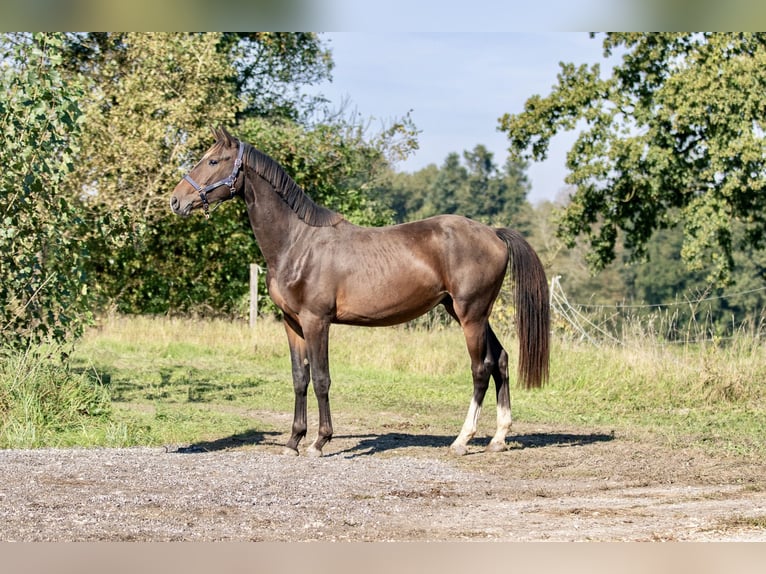 Caballo de deporte alemán Semental 3 años 166 cm Castaño oscuro in Kraiburg am Inn