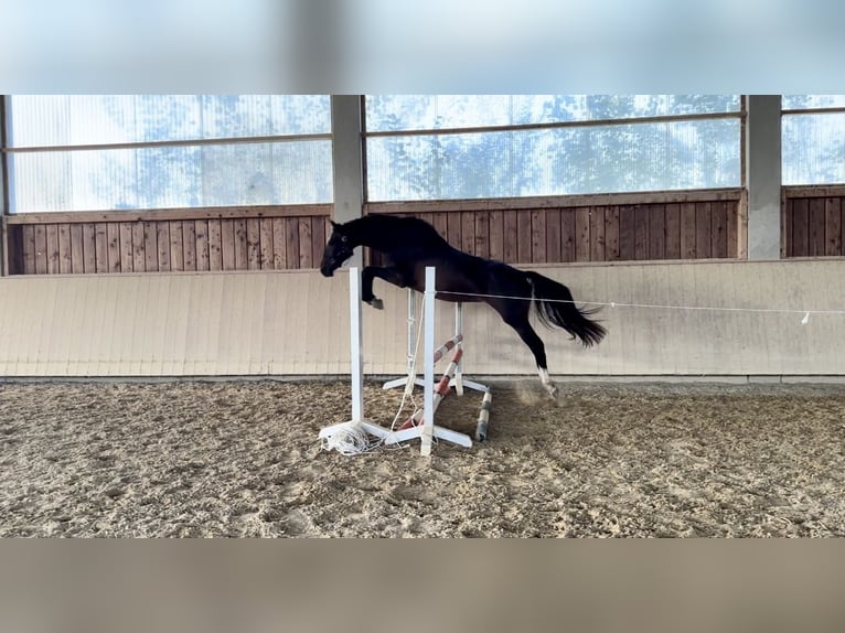 Caballo de deporte alemán Semental 3 años 166 cm Castaño oscuro in Kraiburg am Inn