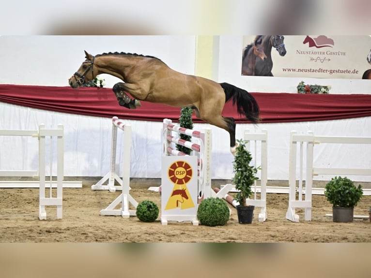 Caballo de deporte alemán Semental 3 años 167 cm Castaño in Ladeburg