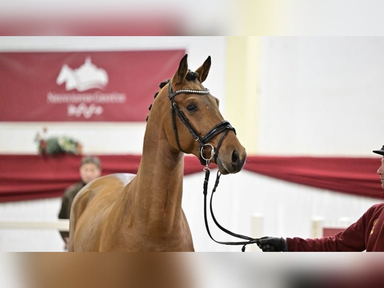 Caballo de deporte alemán Semental 3 años 167 cm Castaño in Ladeburg