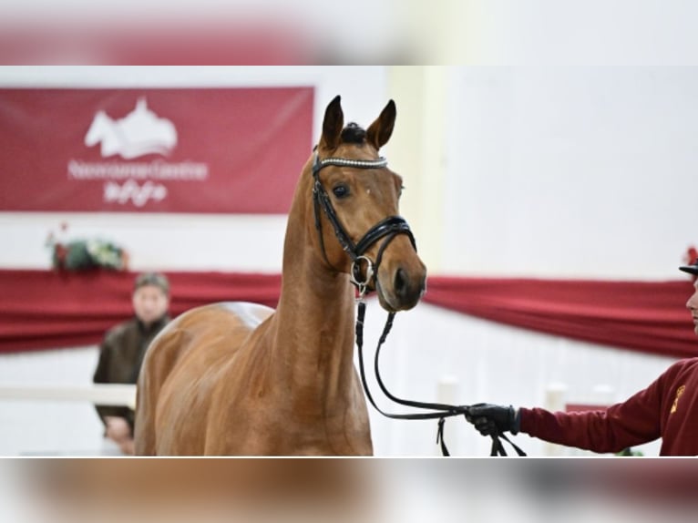 Caballo de deporte alemán Semental 3 años 167 cm Castaño in Ladeburg