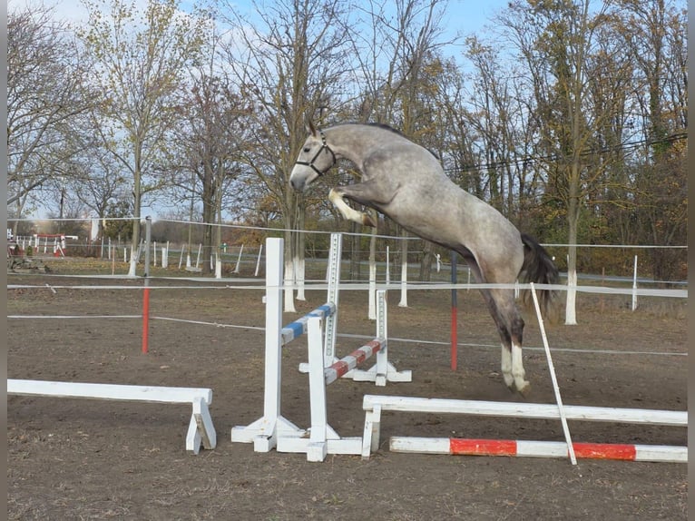 Caballo de deporte alemán Semental 3 años 168 cm Bayo in Békéscsaba