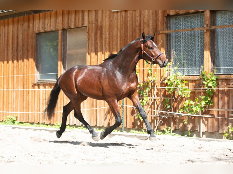 Caballo de deporte alemán Semental 3 años 168 cm Castaño in Moritzburg