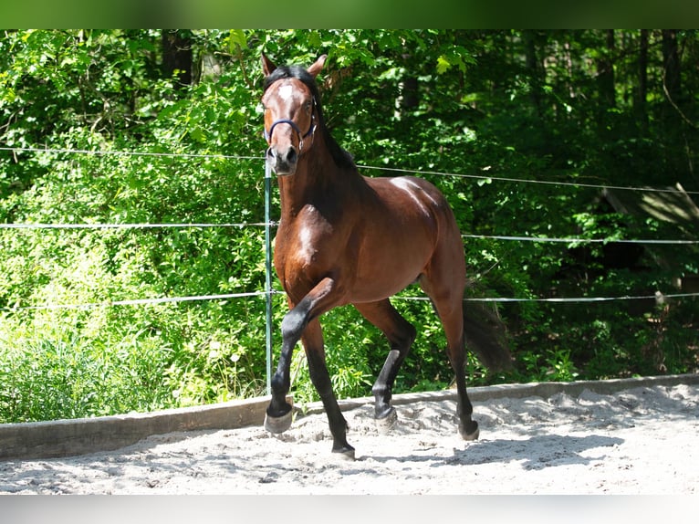 Caballo de deporte alemán Semental 3 años 168 cm Castaño in Moritzburg