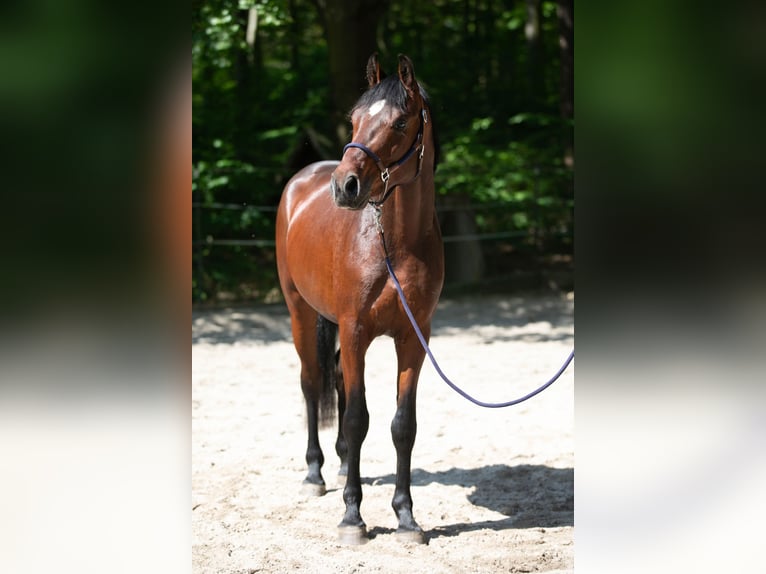 Caballo de deporte alemán Semental 3 años 168 cm Castaño in Moritzburg